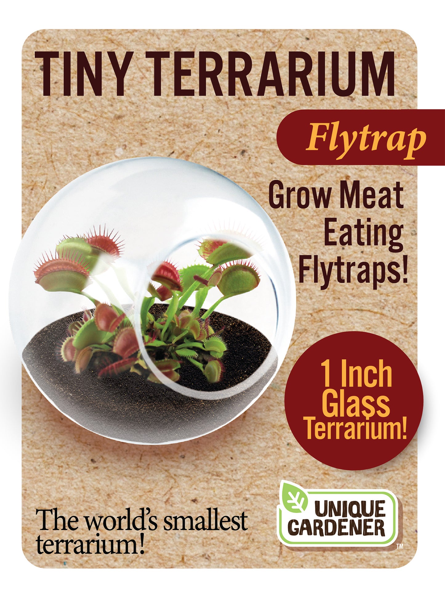 Tiny Terrarium Carnivorous