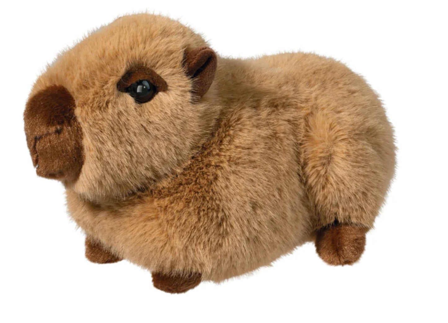 Chattie - Capybara