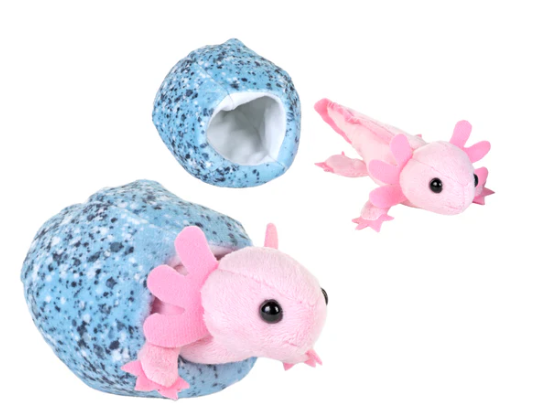 Hatchling Axolotl