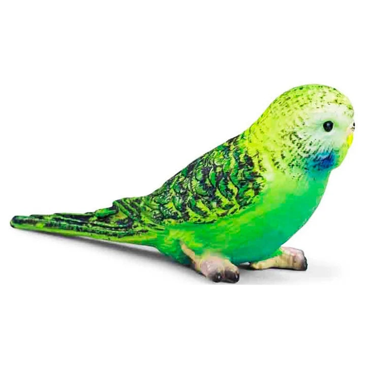 Budgie