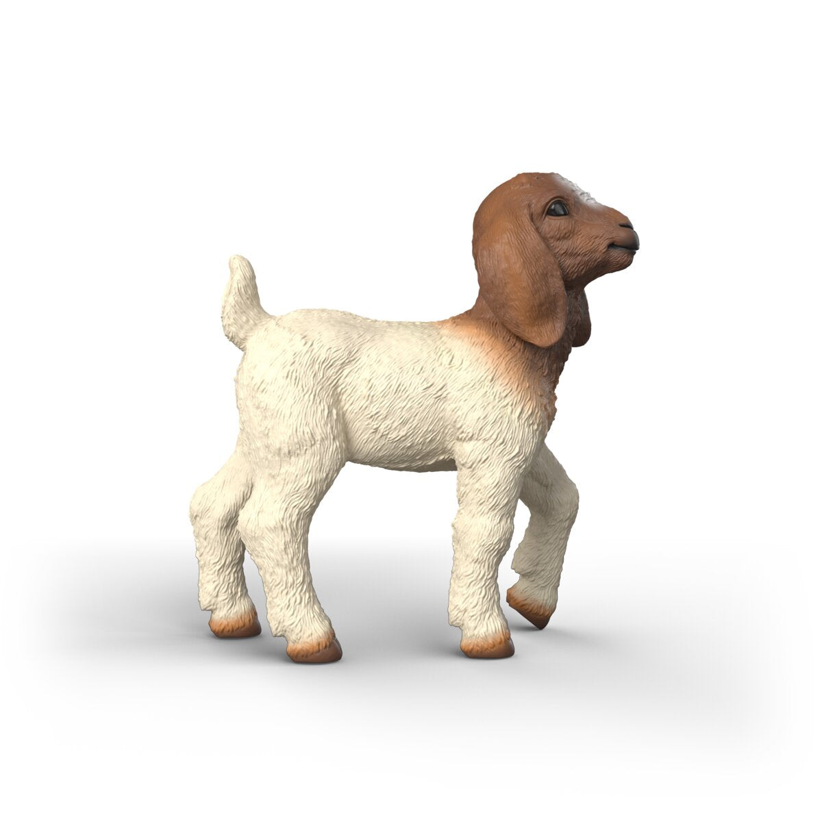 Boer Goat Kid