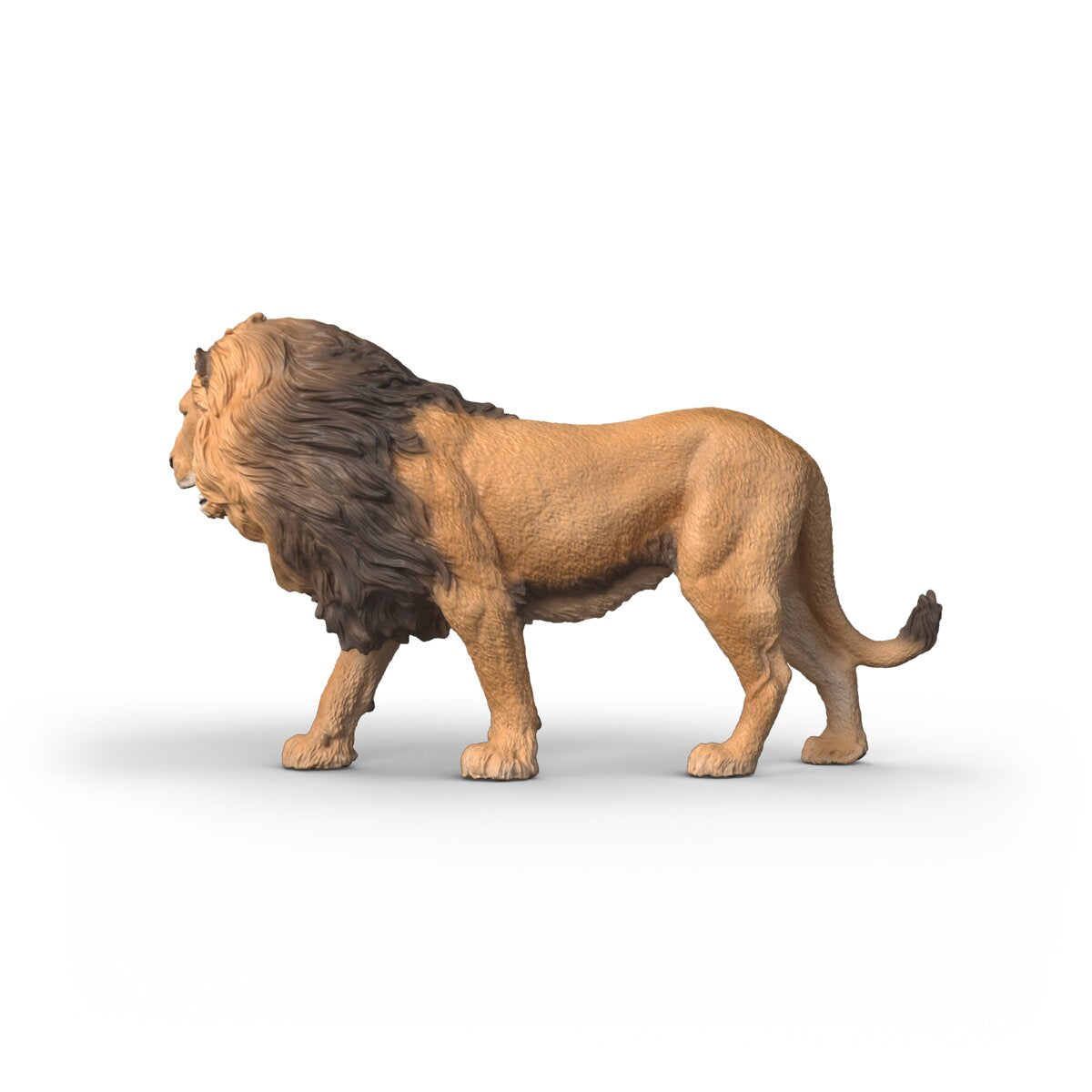 African Lion