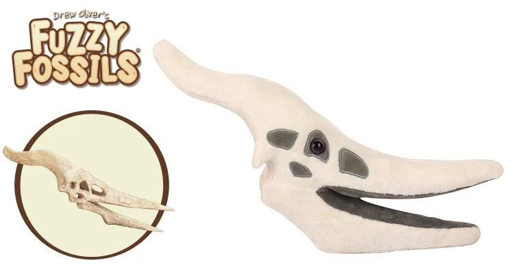 Pteranodon Skull