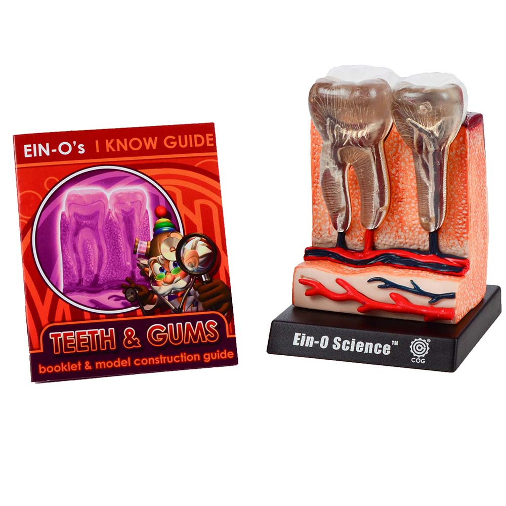 Bio Signs: Teeth & Gums