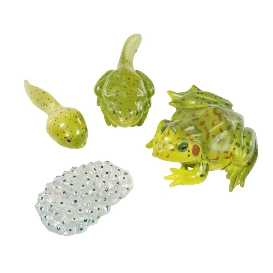 Frog Life Cycle Stages