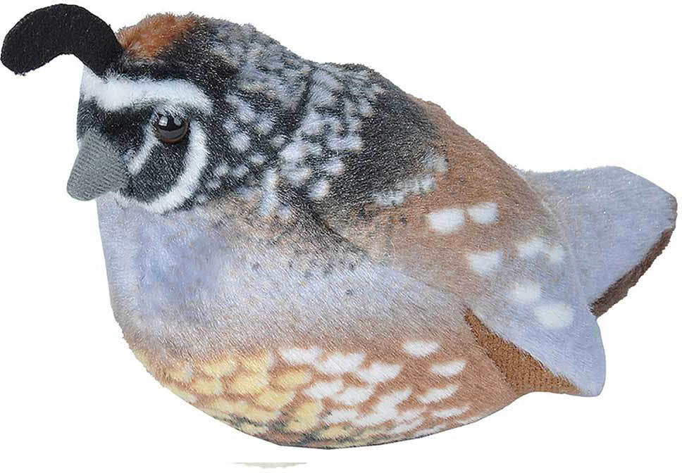 Audubon California Quail