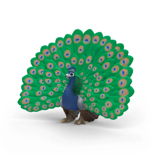 Peacock