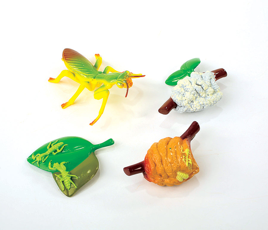 Praying Mantis Life Cycle Figurines