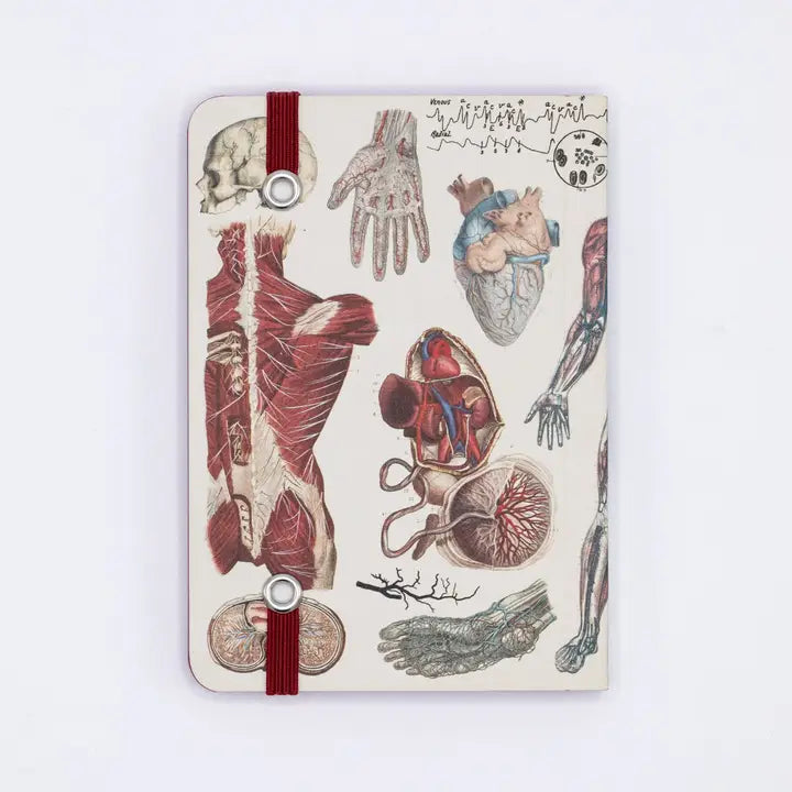 Anatomy & Physiology Observation Softcover Notebook