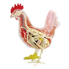 4D Chicken