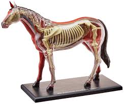 4D Horse