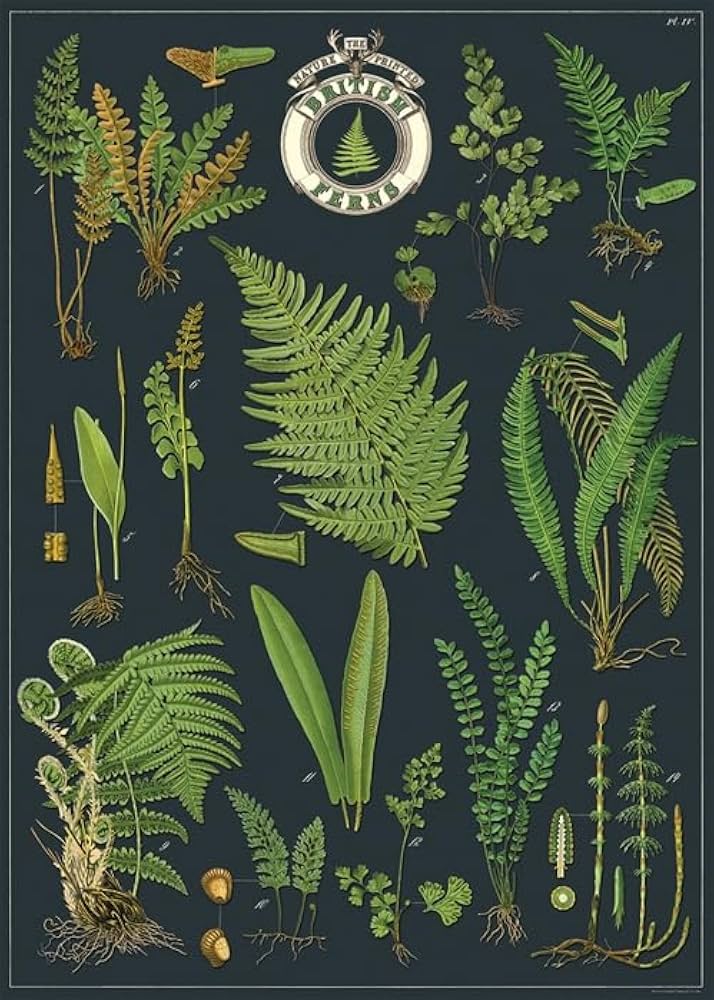 Cavallini Papers & Co. Inc Posters