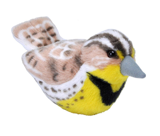 Audubon Western Meadowlark