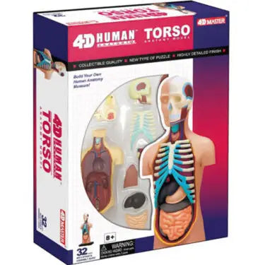 4D Torso