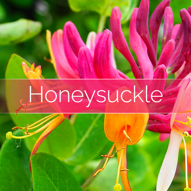 Honeysuckle - Candle-Making Kit