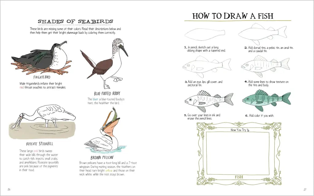 Julia Rothman's Ocean Anatomy Activity Book
