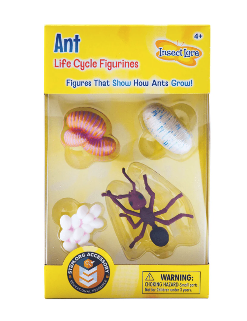 Ant Life Cycle
