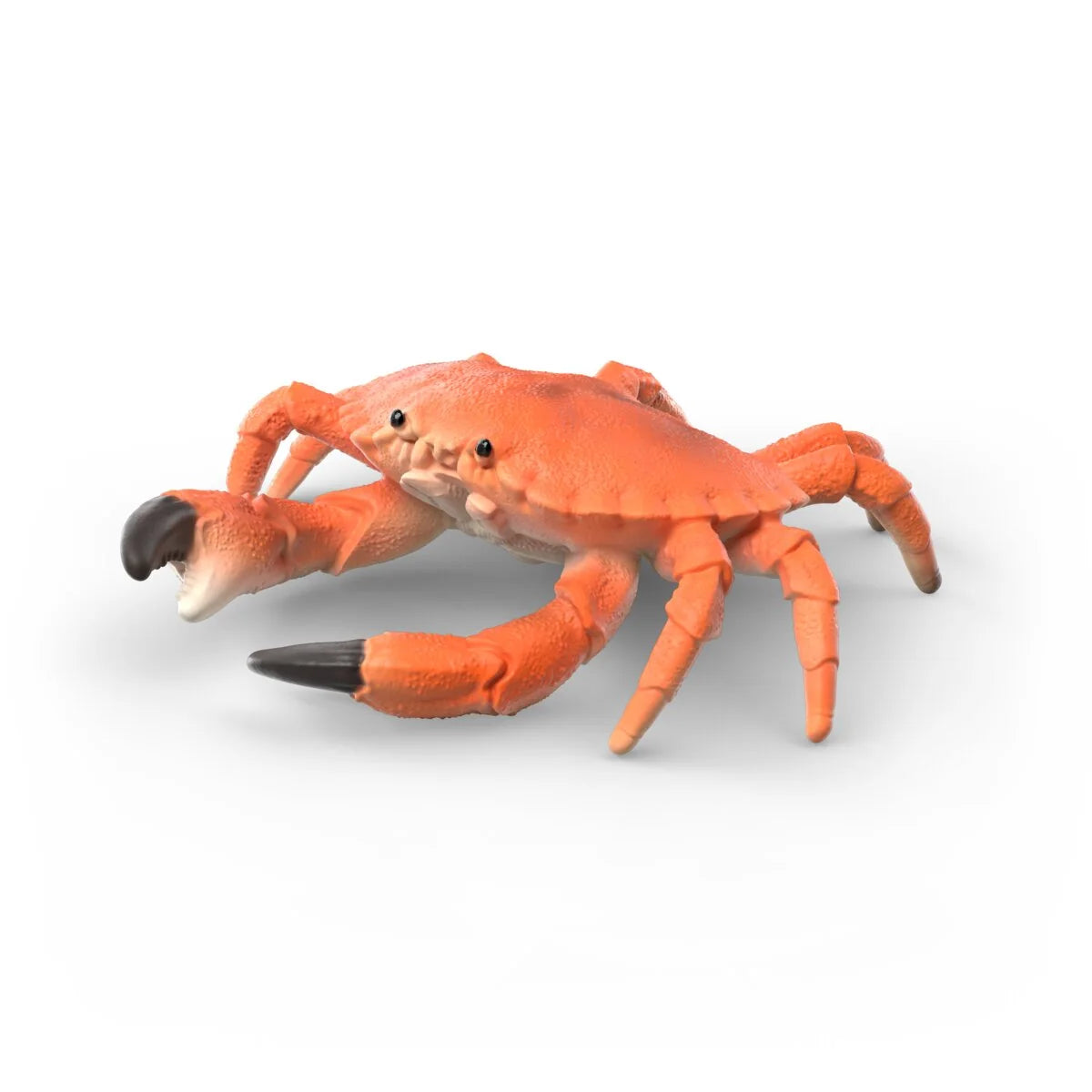 Sea Animal Discovery Set