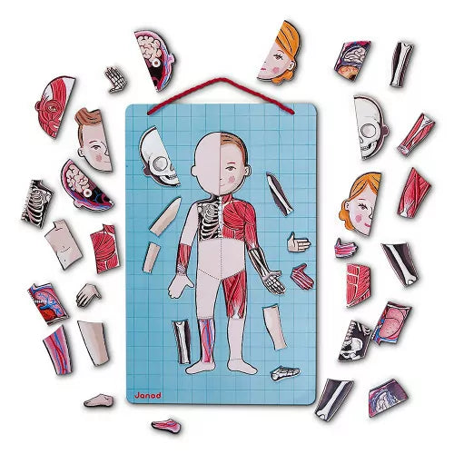 Human Body magnets in 12 Languages