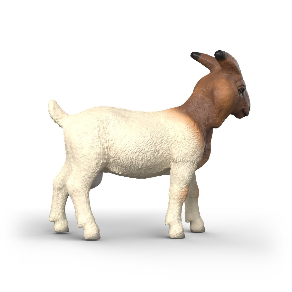 Boer Goat