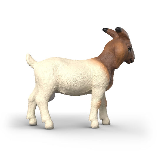 Boer Goat