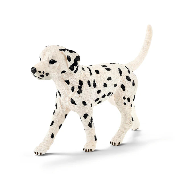 Dalmatian (Male)