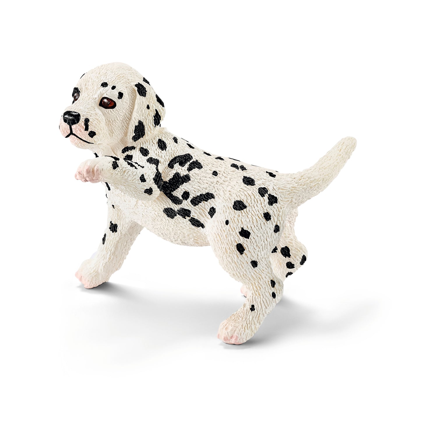 Dalmation Puppy