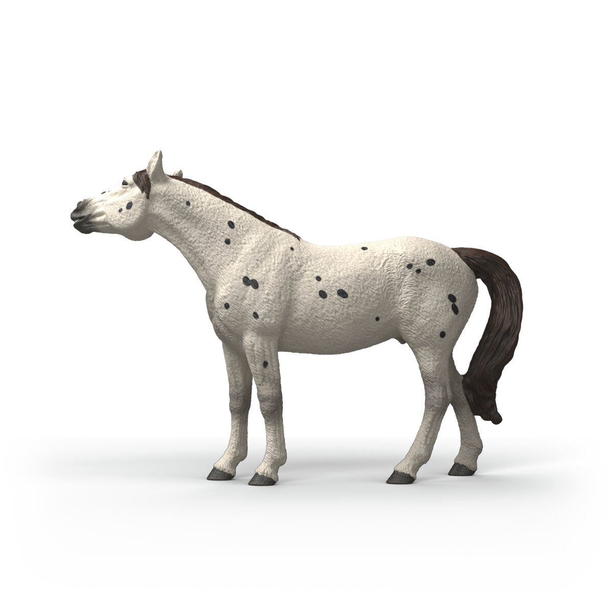 Knabstrupper Gelding