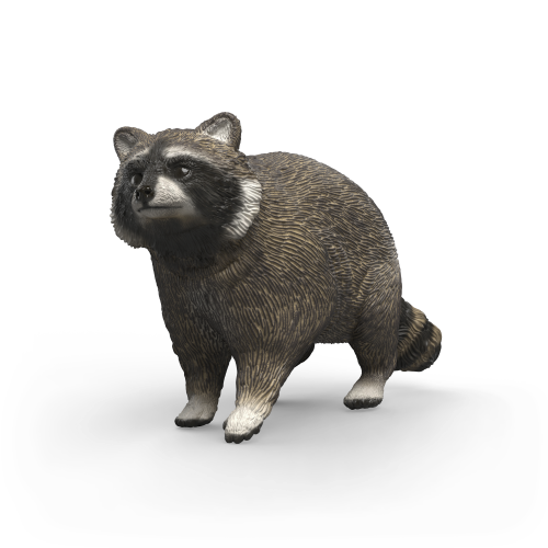 Raccoon
