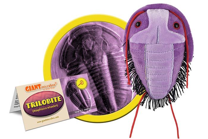 Trilobite-Original