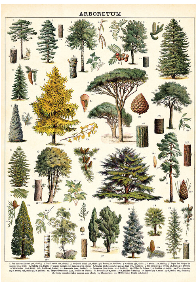Cavallini Papers & Co. Inc Posters