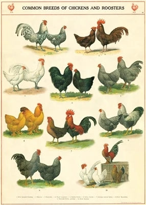 Cavallini Papers & Co. Inc Posters