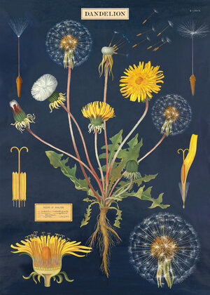 Cavallini Papers & Co. Inc Posters