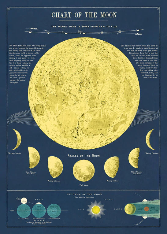 Cavallini Papers & Co. Inc Posters
