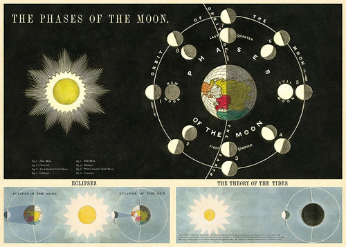 Cavallini Papers & Co. Inc Posters