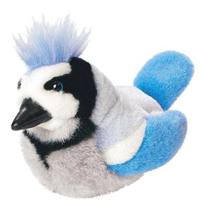Audubon Blue Jay