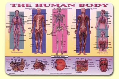 Painless Learning Placemats